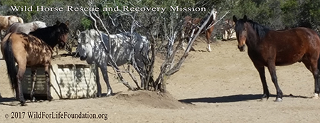 WFLF Wild Horse rescue and recovery